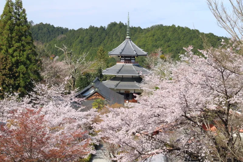 桜が咲き誇り、特徴的な三重塔の南朝妙法殿
