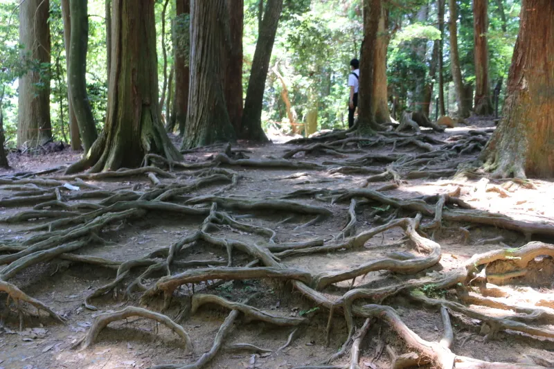 ここは観光ポイントとなっている「木の根道」のある場所