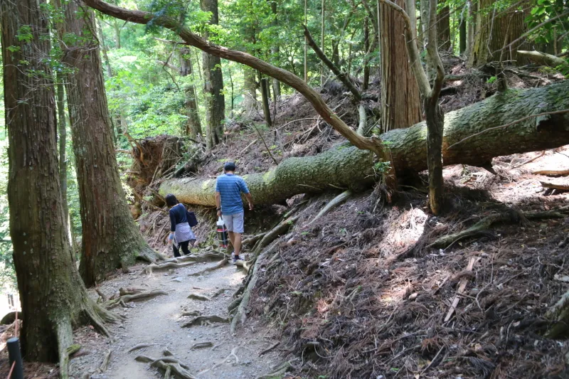 随所で大きな木が倒れている台風による被害跡