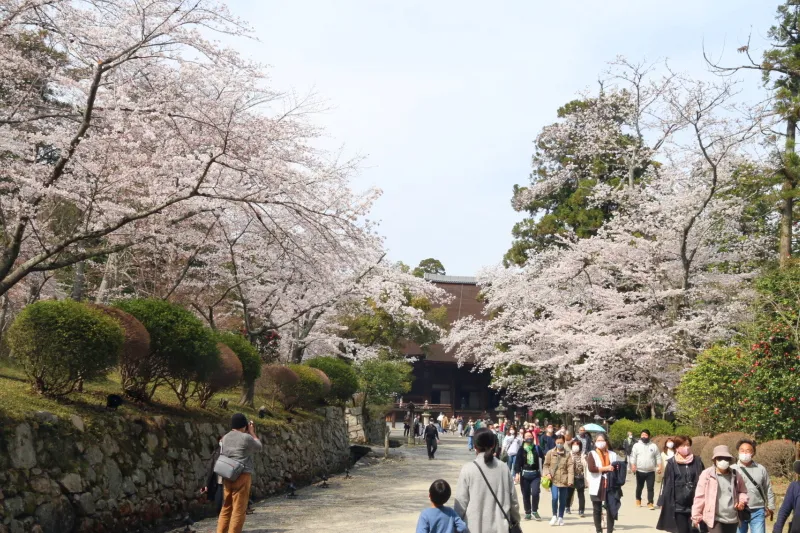桜の名所としても有名で春には大勢が訪れる観光スポット