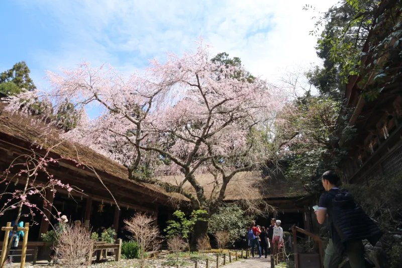 社殿に囲まれる中でピンク色の花を咲かせる枝垂れ桜