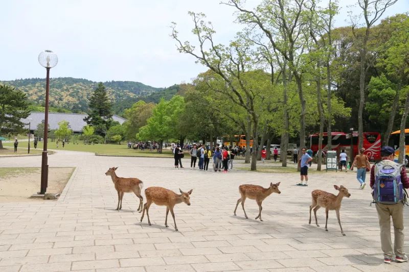 公園のいたる所で見ることのできる奈良のシカ