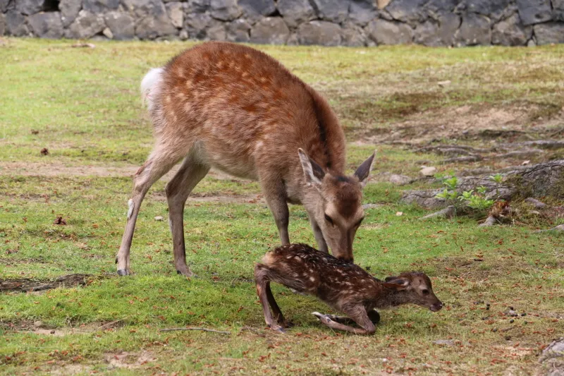 偶然、出産シーンに遭遇し、目の前で元気に生まれた子鹿