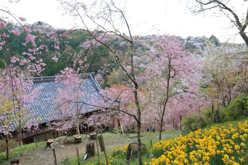 美しい枝垂れ桜を見ることのできる桜の名所