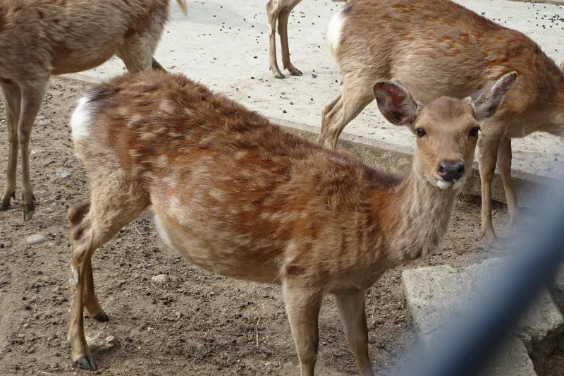 近くで見ると母鹿のお腹は大きく、出産まであと少し