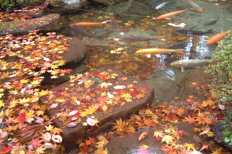 落ち葉の色とコイの色が綺麗に調和している光景