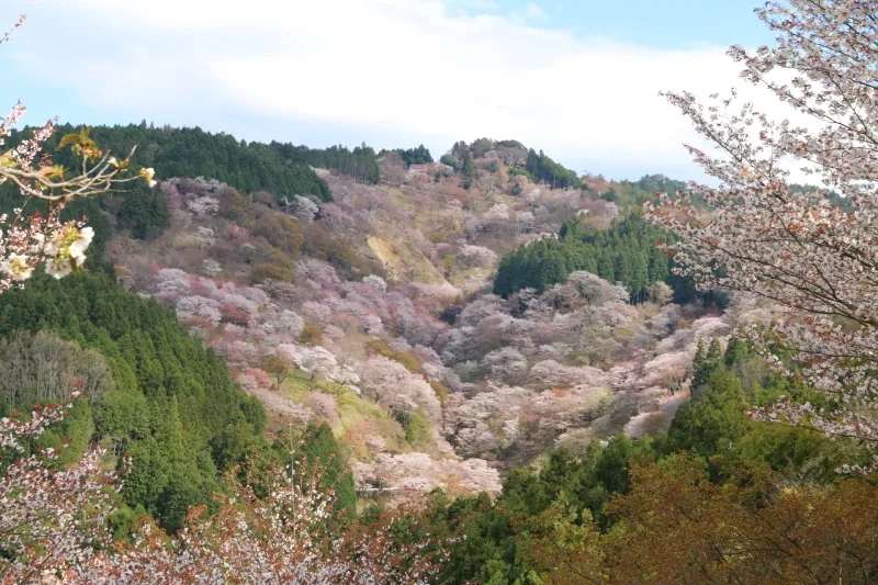 木々の間から見ることのできる上千本の桜