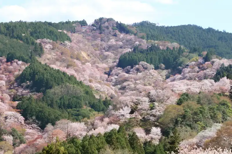 桜に沿って散策路が通っている上千本の景色