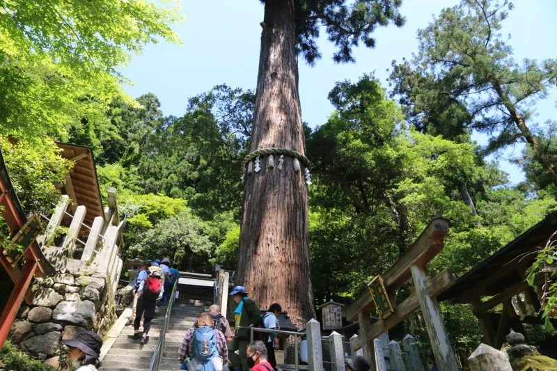 樹齢８００年、高さ５３ｍもある御神木の杉
