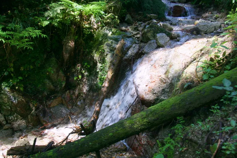 沢沿いに登山道があるため、水が流れる周辺にシダやコケが自生 