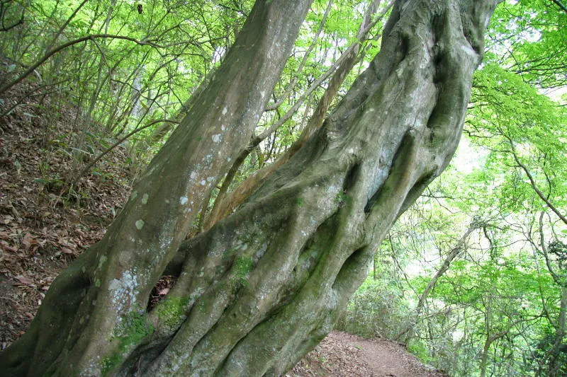 ブナ林の中を歩いていた時に見られた不思議な形をした木 