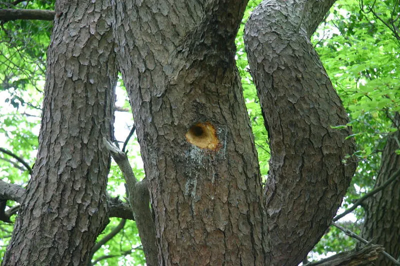 さらに松の木を見上げるとキツツキが開けた穴を発見 
