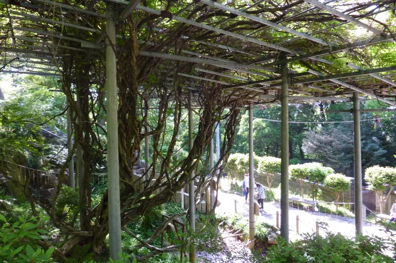 アケボノフジとして日本一を誇る樹齢３００年以上、阿知の藤 