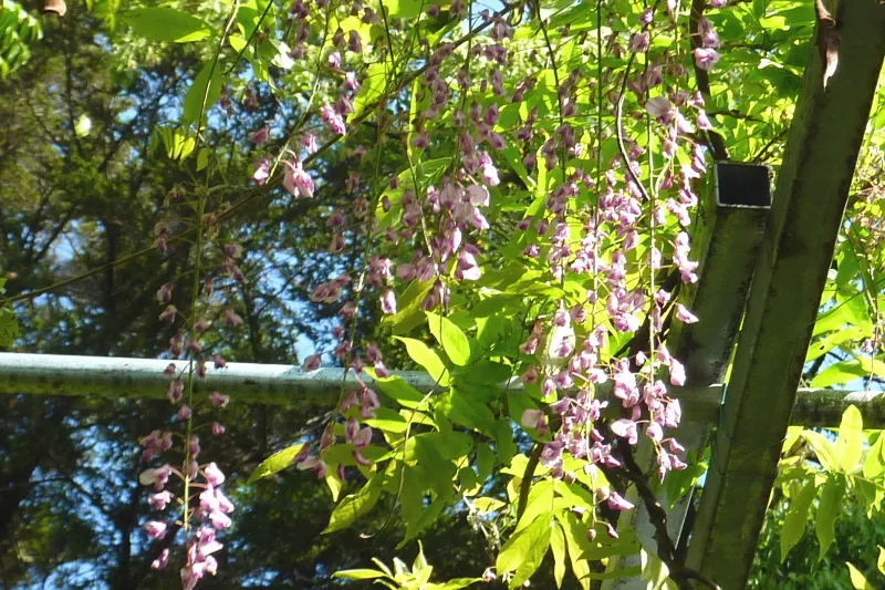 ５月ＧＷは「藤まつり」が開催され、見頃を迎える紫色の花 