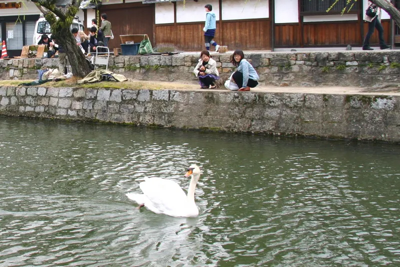 目の前を静かに通り過ぎる倉敷川に住み着いている白鳥 