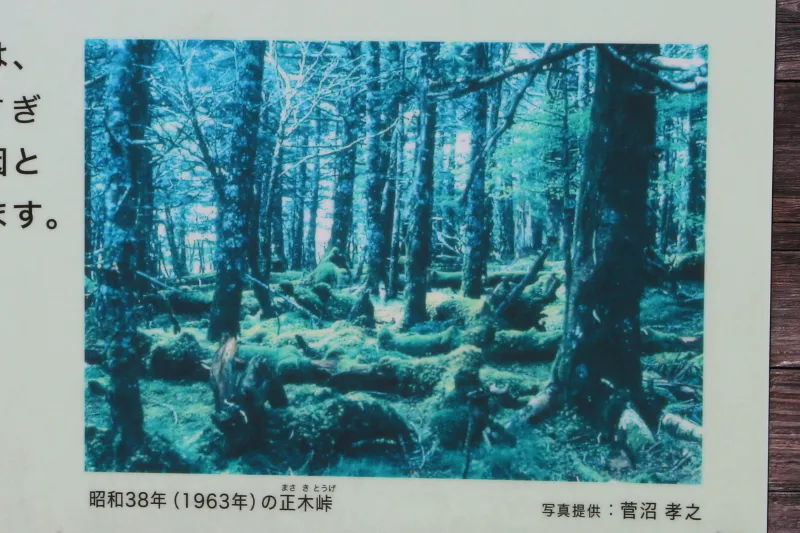 １９６３年には深い森に覆われていた正木峠を紹介する案内看板 