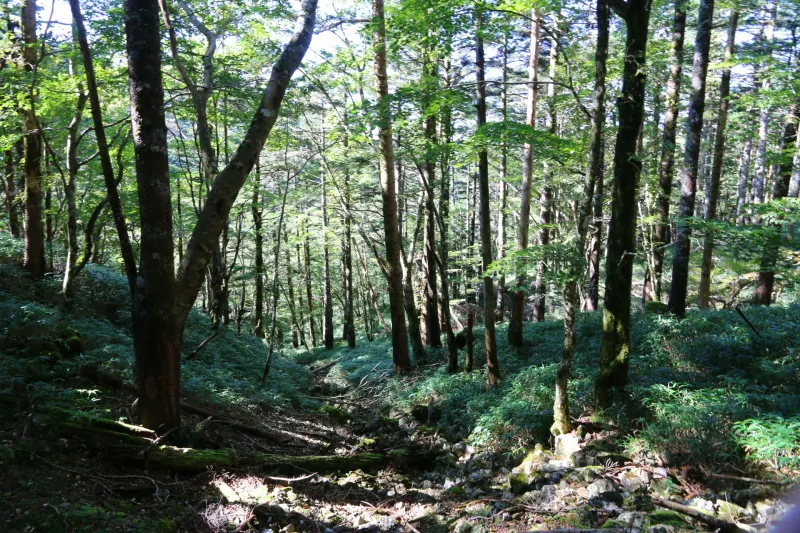 トウヒやウラジロモミなど登山道周辺に広がる針葉樹の森 
