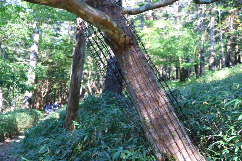 鹿の食害が問題化し、木に巻かれている剥皮防止ネット 