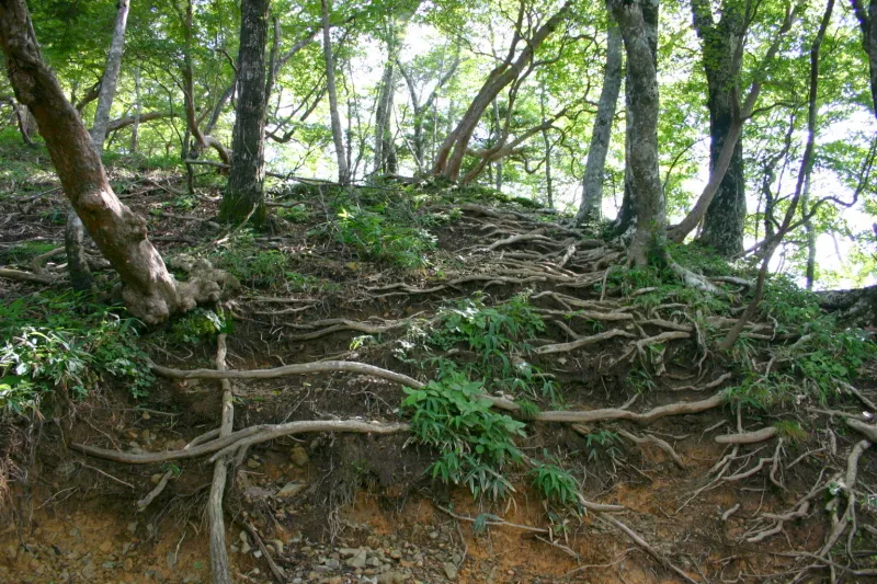 急坂に加えて木の根や岩が地表に現れ、とにかく登りづらい場所 