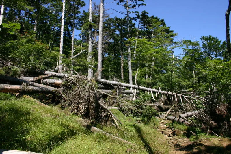 その後、台風の被害か倒木が目立つ荒れた森林を通過 