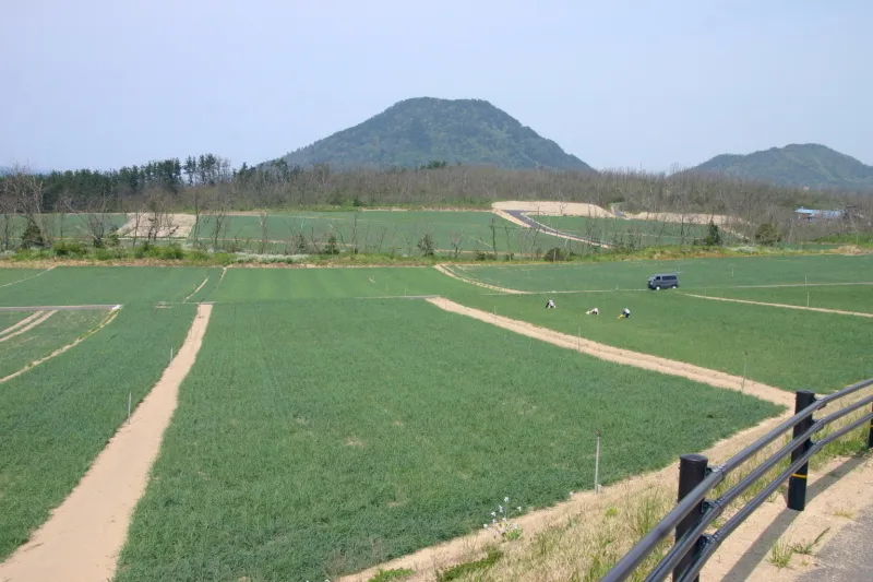 鳥取砂丘から東へ行った所にある、らっきょう畑 