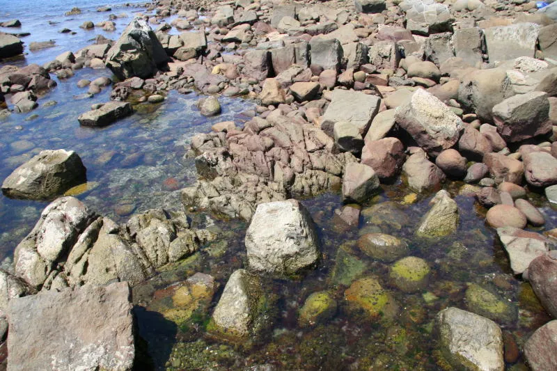 潮の引いた海岸は貝やカニが見られる磯遊びのできる岩場 
