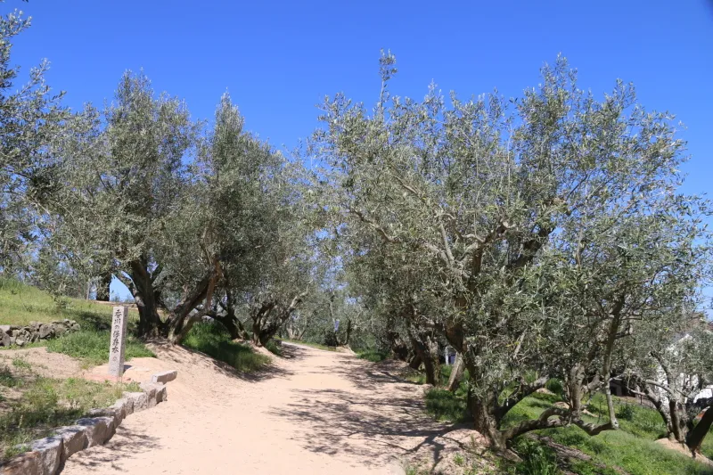 オリーブが植えられた遊歩道があり、歩きながら散策が可能 