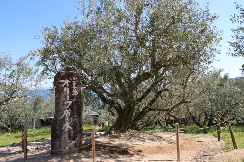 樹齢１００年にもなる日本最古のオリーブ原木 