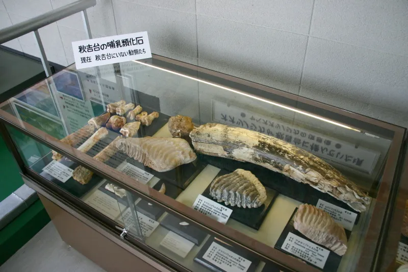 大昔、秋吉台に住んでいて絶滅した動物の化石 