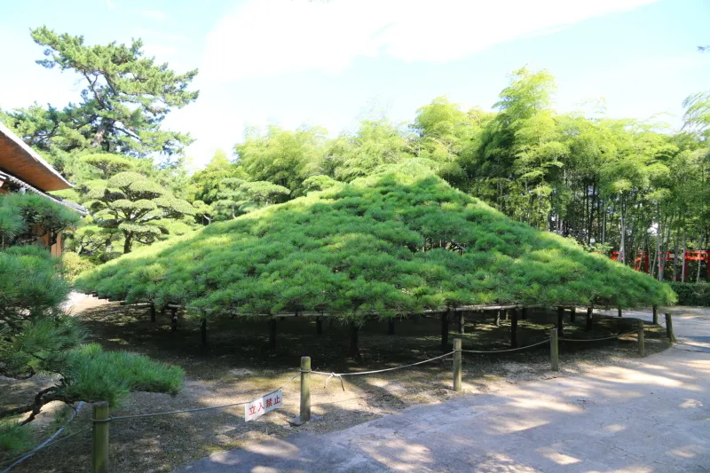 直径１５ｍの大きさに成長した樹齢６００年の大傘松 
