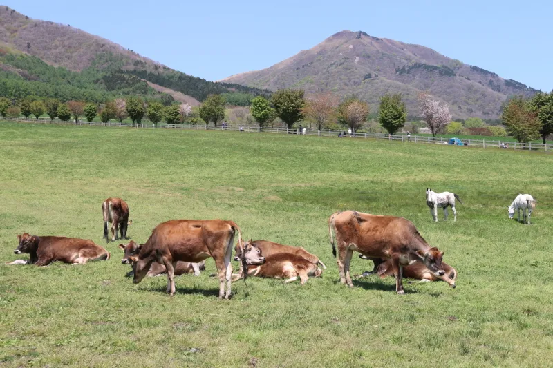広大な草原の中で放牧されているジャージー牛 