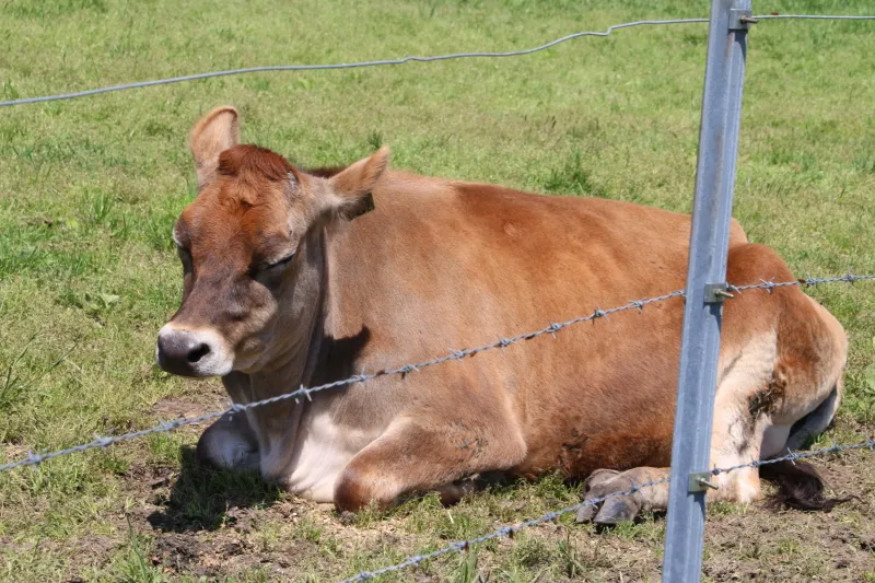 ジャージー牛は体が小さく、朝からの晴天でウトウト寝る姿 