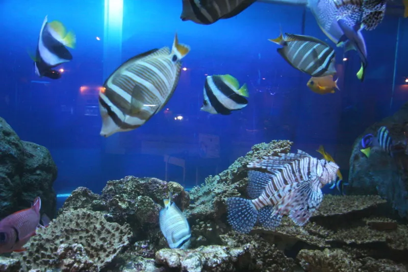 高知近海で見られる魚を展示するサンゴ水槽 