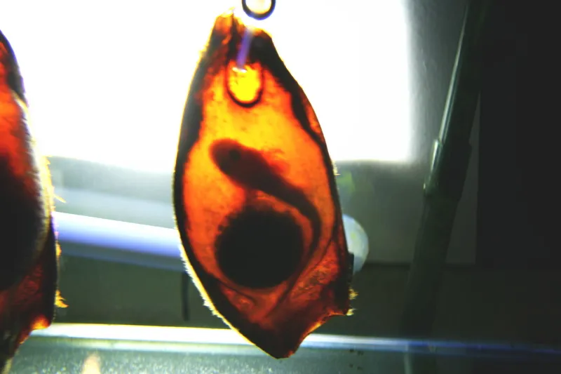 生まれる前の形が透けて見えるイヌザメの卵 