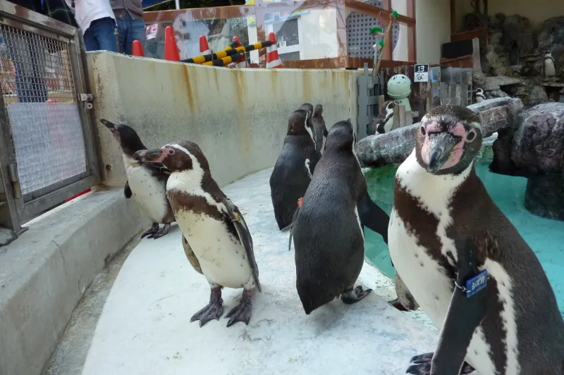柵やガラスがなく、間近で見られるフンボルトペンギン 