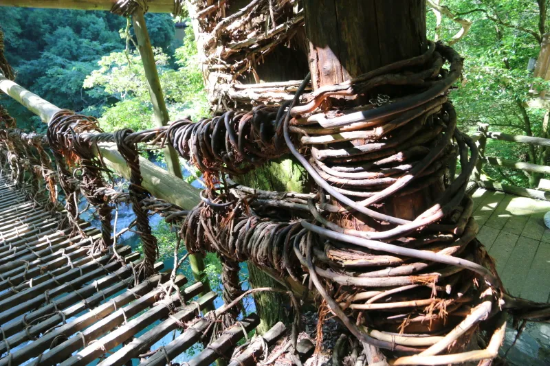 橋に巻き付けられている、つる性樹木のシラクチカズラ 