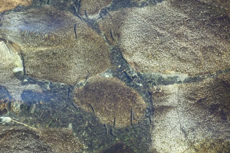 川の中にはたくさんの鮎が見られ、勢いよく泳ぎ回る光景 