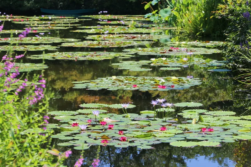 本場フランスの「モネの庭」から株分けされた睡蓮の咲く池 