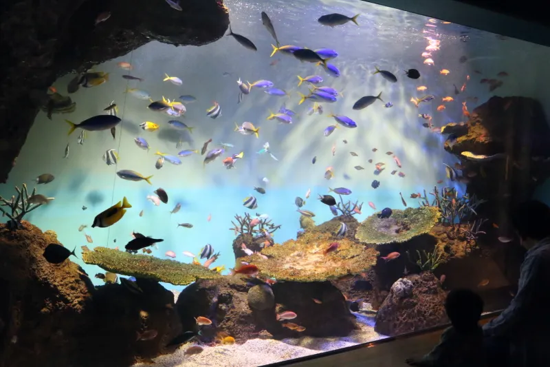 色鮮やかな熱帯系の魚が泳ぐサンゴ礁水槽 