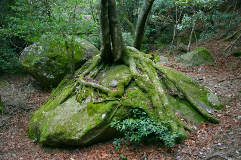 コケに覆われた岩の上に根を張っている樹木 