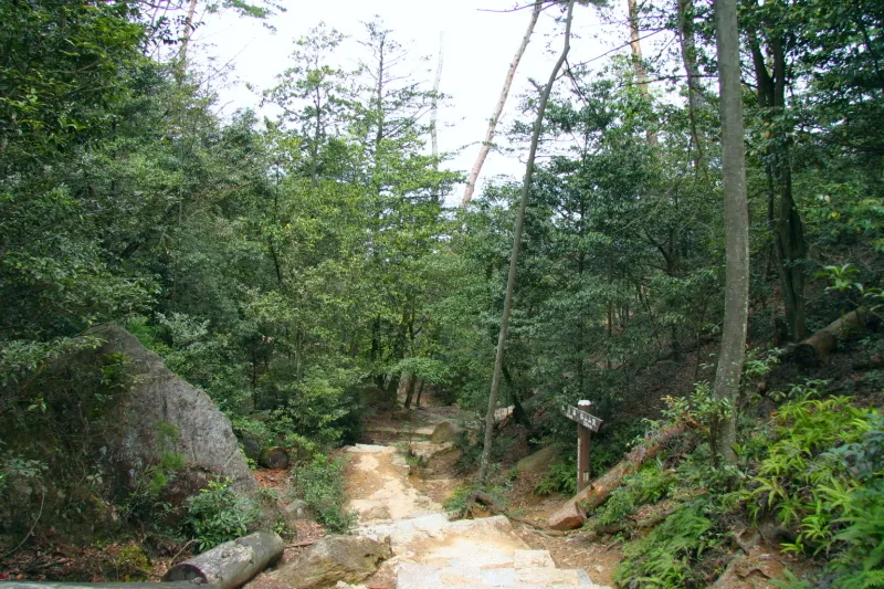 弥山に広がる森は国の天然記念物に指定される原始林 