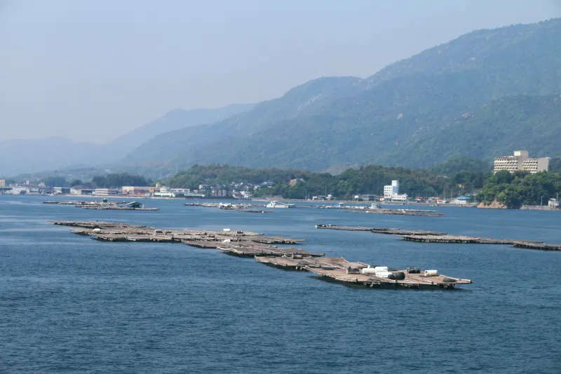 広島名物となっている牡蠣の養殖イカダが浮かぶ光景 