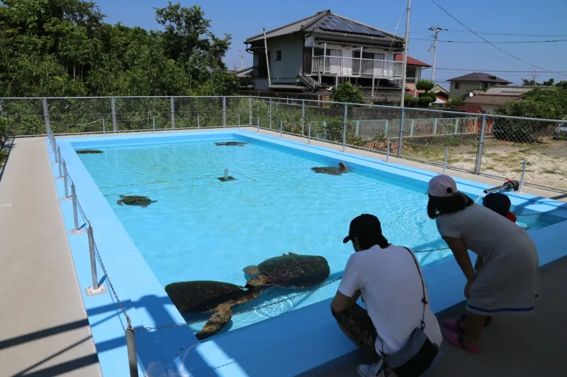屋外プールはウミガメの泳ぐ、飼育用水槽として利用 