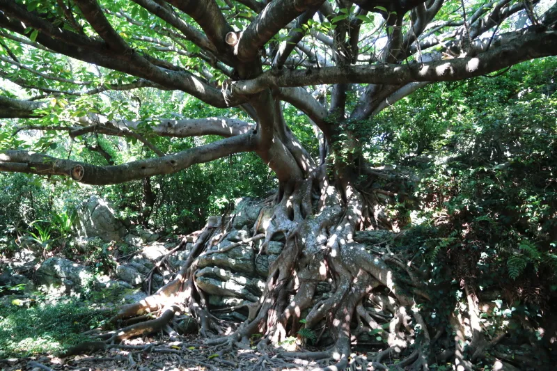 岩を抱くように自生しているアコウの木 