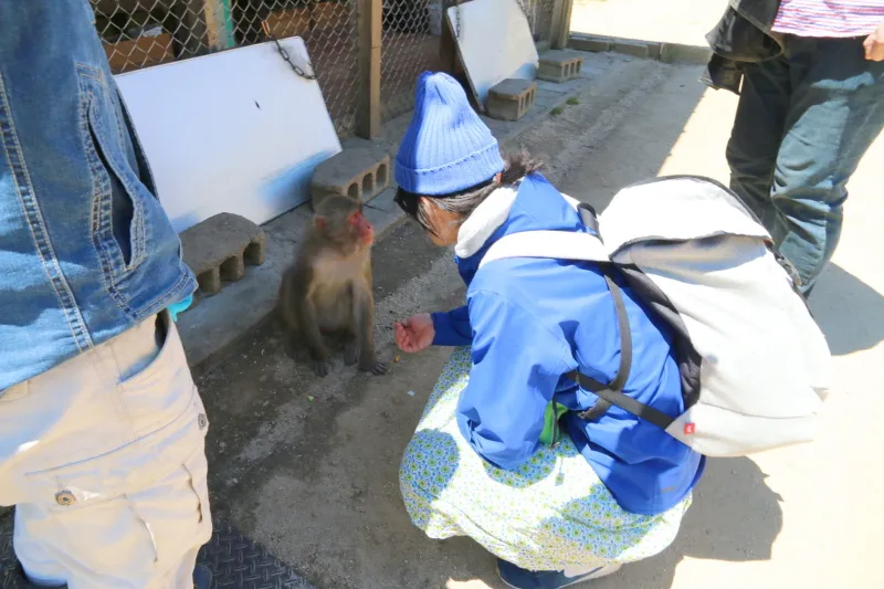 お猿さんと気軽に触れ合える人気の観光スポット 