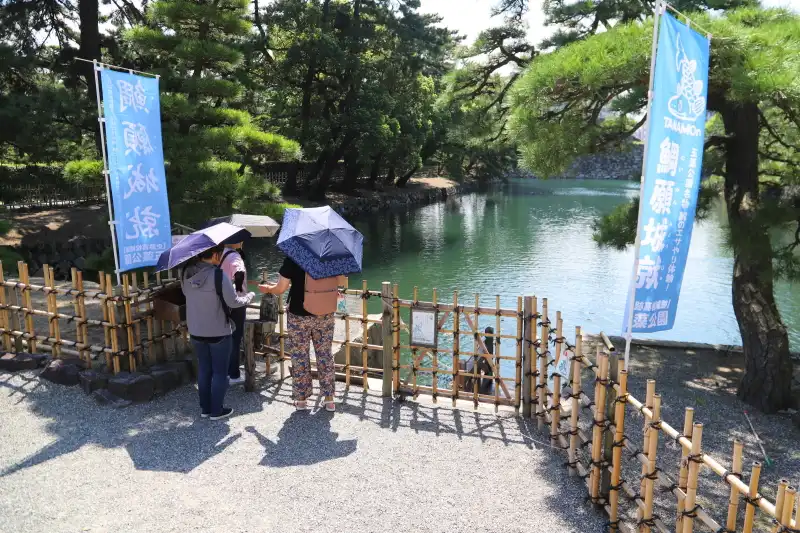 お堀が海水のため、名物となっている高松城「鯛のエサやり」 