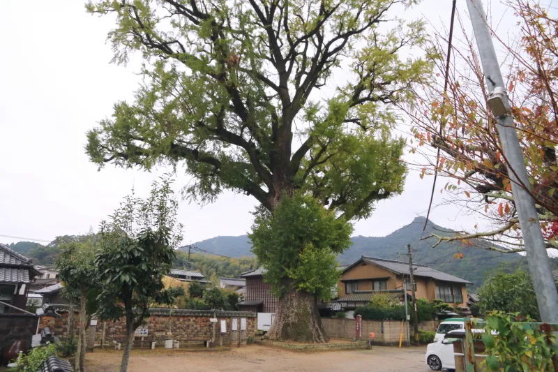 秋になると見事な紅葉が見られる有田の大公孫樹 