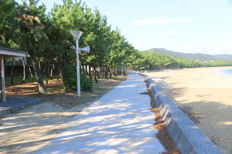 海岸に沿って松が植えられ、綺麗に整備されている遊歩道 