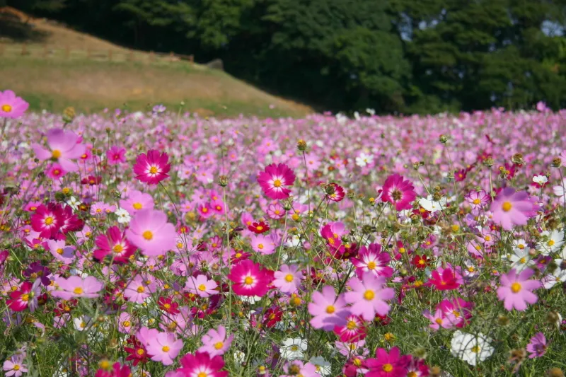 １５万本のコスモスが咲き、花の名所にもなっている場所 