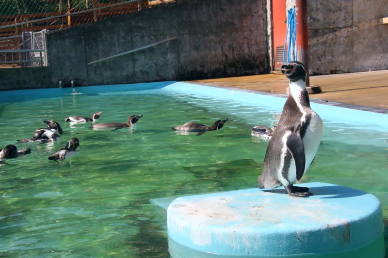 プールの中をスイスイ泳ぎ回るフンボルトペンギン 